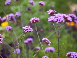flowers in allotment