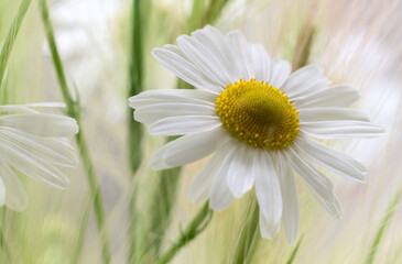 Fototapeta premium summer card with camomile and blurry background