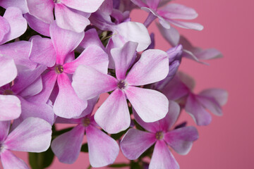 Inflorescence of pink phlox Isolated on a pink background.