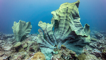 The great elephants ear sponges shows its strange forms. Munda. (Solomon Islands)