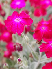 Obraz premium flowers in garden