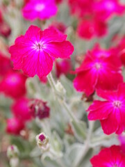 flowers in garden