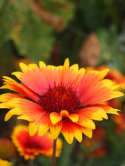 flowers in garden
