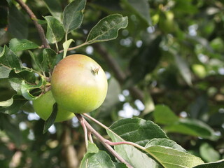 growing your own food
