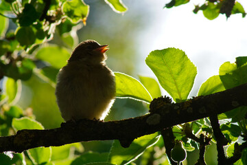 Ein Singvogel genießt die Abendsonne im Apfelbaum und zwitschert ein Lied