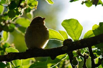 Ein Vogel genießt die Abendsonne im Apfelbaum