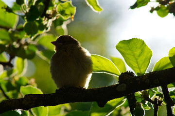 Ein Vogel sitzt in der Abendsonne auf einem Ast