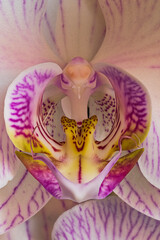 cuore di orchidea
