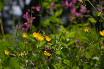 Wiesenblumen im Sommer