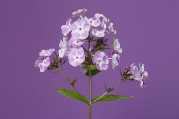 Inflorescence of lilac phlox Isolated on a purple background.