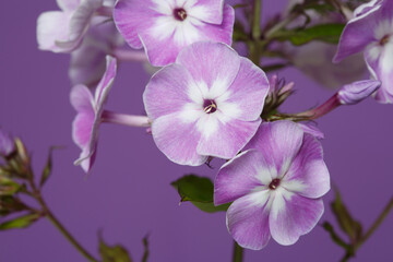 Inflorescence of lilac phlox Isolated on a purple background.