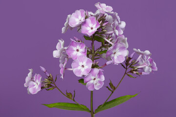 Inflorescence of lilac phlox Isolated on a purple background.