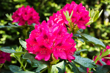 Blooming rhododendrons