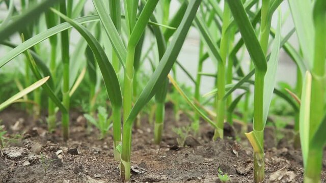 Green garlic leaves close-up. healthy green garlic leaves. cultivation of spices, organic farm