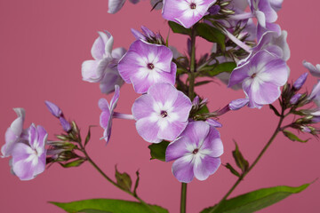 Inflorescence of lilac phlox Isolated on a pink background.