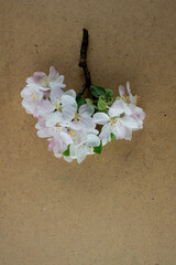 Apple tree blooming branch on craft background flatlay,image for calendar,poster,postcard,greeting card,wallpaper,advertising,packaging,wrapping paper,spring morninng,free place for text,copy space