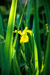 Irises blooming in the garden