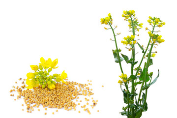 Set of rapeseed plants with yellow flowers and seeds. Yellow mustard plant. Set canola seeds and fresh canola flowers isolated on white background. Canola flower and canola isolated on white.