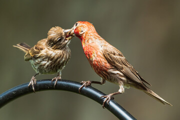 House finch feeding baby 