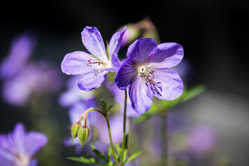 Fototapeta premium Bells blooming in the garden
