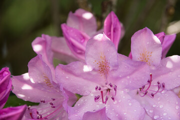 Fototapeta na wymiar Blooming rhododendrons