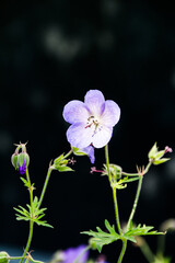 Bells blooming in the garden