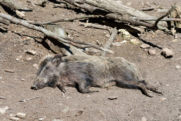 Wildschwein Sonnenbad