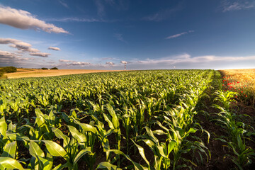 Open corn field at sunset.