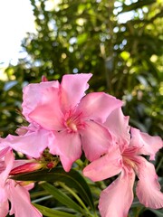 Flor rosa viento con &aacute;rbol de fondo desenfocado