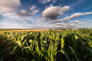 Open corn field at sunset.
