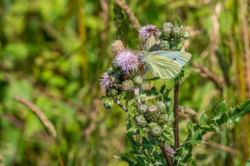 on  wildflower meadow there is a cabbage white on the flowers