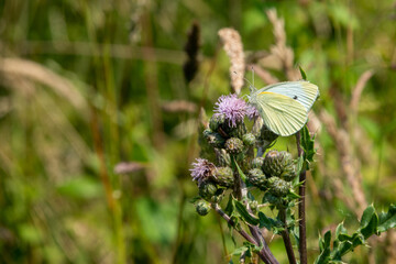 on  wildflower meadow there is a cabbage white on the flowers
