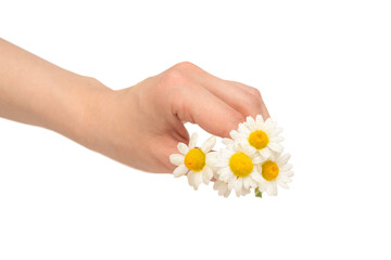 Bouquet of daisies isolated on white.