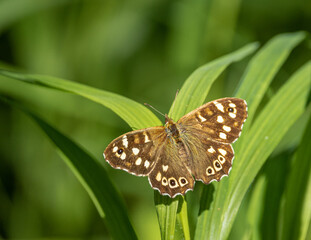 brown wood butterfly on a green leaf