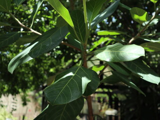 Green leaves and sun light