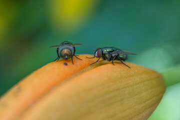flies feeding on the sweetness of your flowers macro shot