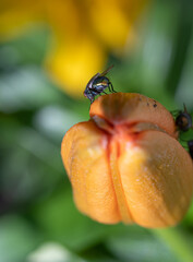 flies feeding on the sweetness of your flowers macro shot