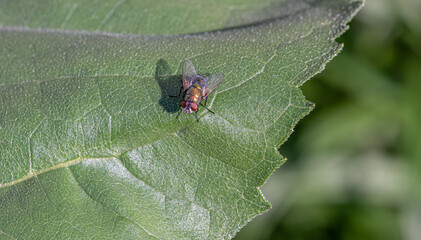 fly is perched on a green leaf in your garden with a macro view