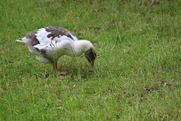 Hausgans Gössel auf einem Bauernhof im Freiland