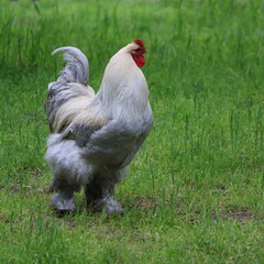 ein weißer Hahn in artgerechter Tierhaltung auf dem Bauernhof in Nahaufnahme