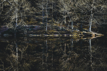 Fototapeta na wymiar réflexion d'arbres dans l'étang sombre du Petit-Haut dans le massif du Ballon d'Alsace en hiver