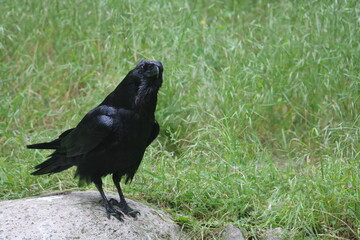 ein Kolkrabe steht auf einem Stein auf der Wiese
Corvus