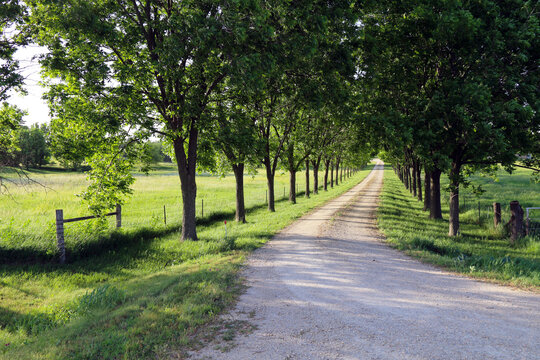 a beautiful tree lined dirt driveway leading through a lush meadow