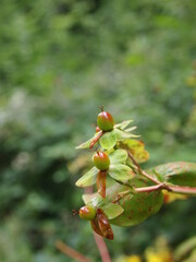 yellow flowers with fruits