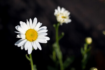 Obraz premium Social media summer image featuring close-up horizontal of daisy flower in a garden.