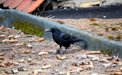 Rabe auf Futtersuche
