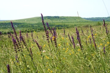 field of lavender