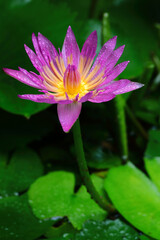 Beautiful of waterdrop on purple lotus blooming in closeup with blurry background and lighting form the top of the left corner.