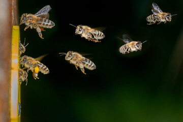 bees flying to the hive - bee breeding (Apis mellifera)