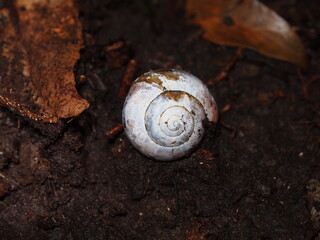 snail